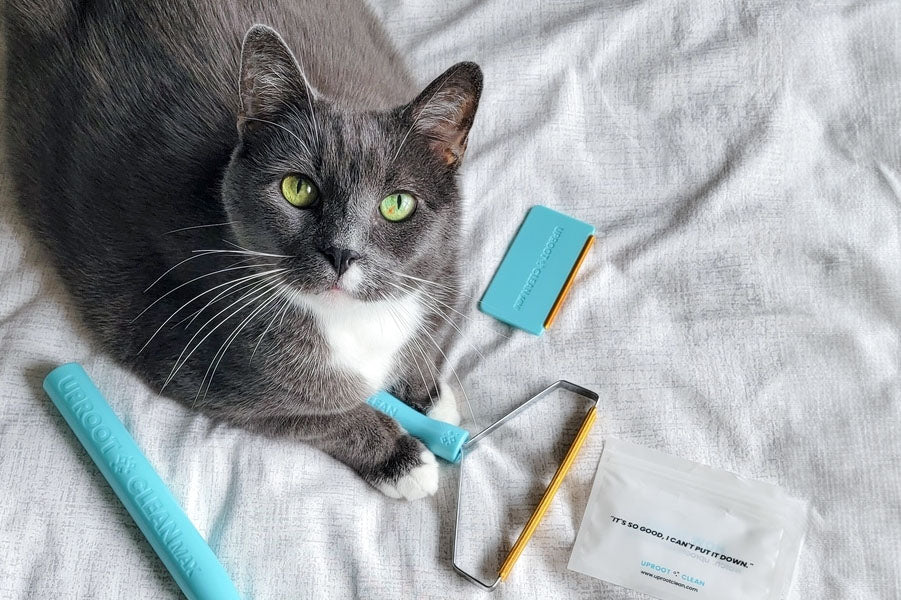 Uproot Care 101 How to Get Mats Out of Cat Fur Uproot Clean