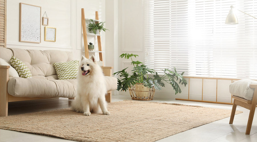 How to Get Dog Hair Out of Your Carpet and Rugs Uproot Clean