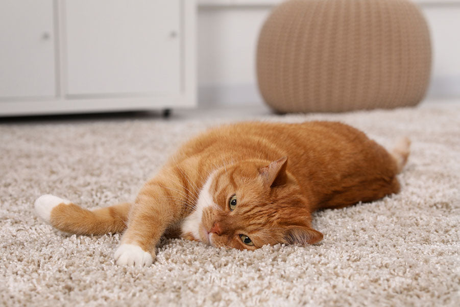 How to Keep Cats from Scratching the Carpet Uproot Clean