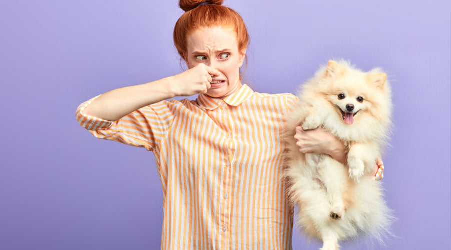 How to Prevent Your Home from Smelling Like Dog Uproot Clean