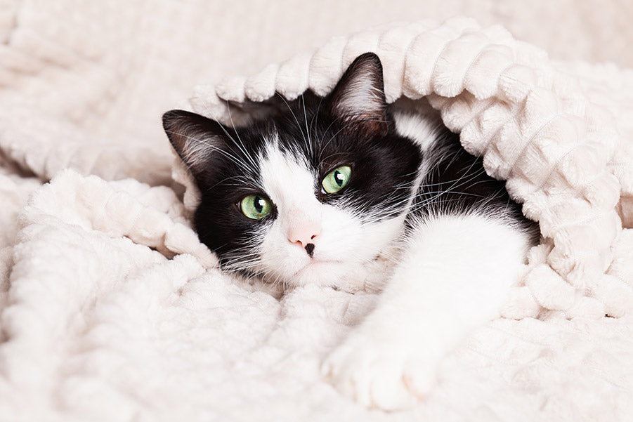 Why Do Cats Prefer Kneading Nylon Blankets photo