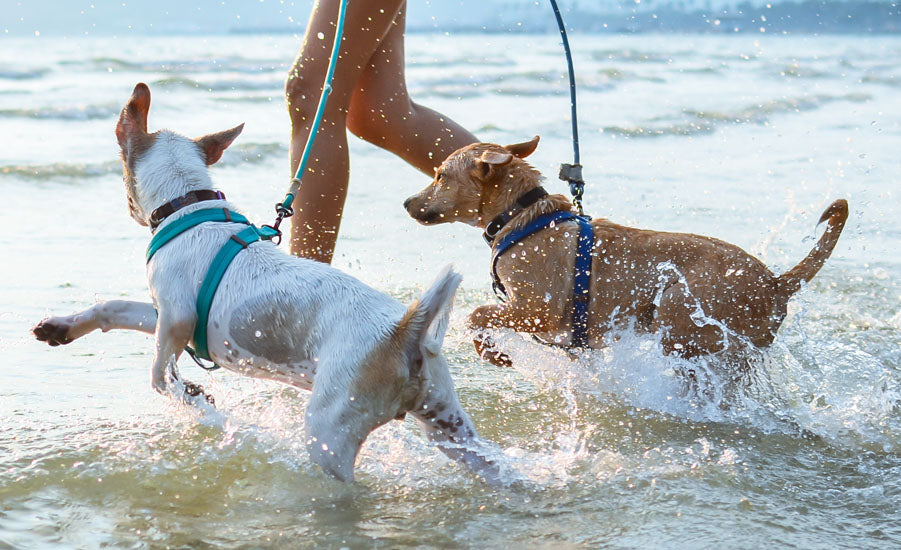 How to Keep Dogs Cool in the Summer: A Pet Safety Guide – Uproot Clean