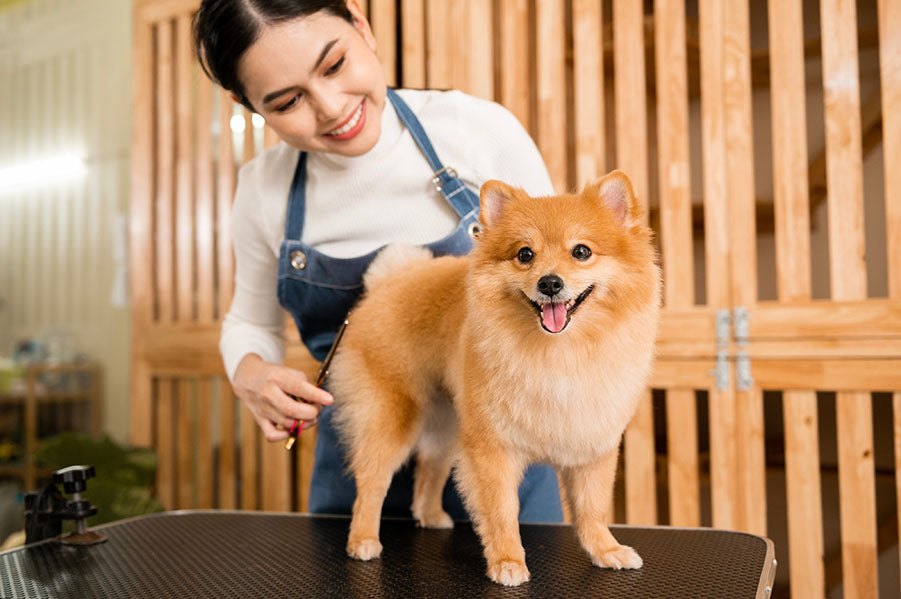 15 Best Gifts For Dog Groomers That You're Looking For - Unifury