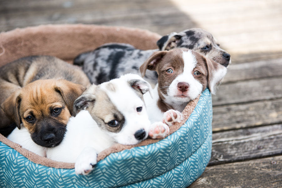 how to keep bed clean with dogs