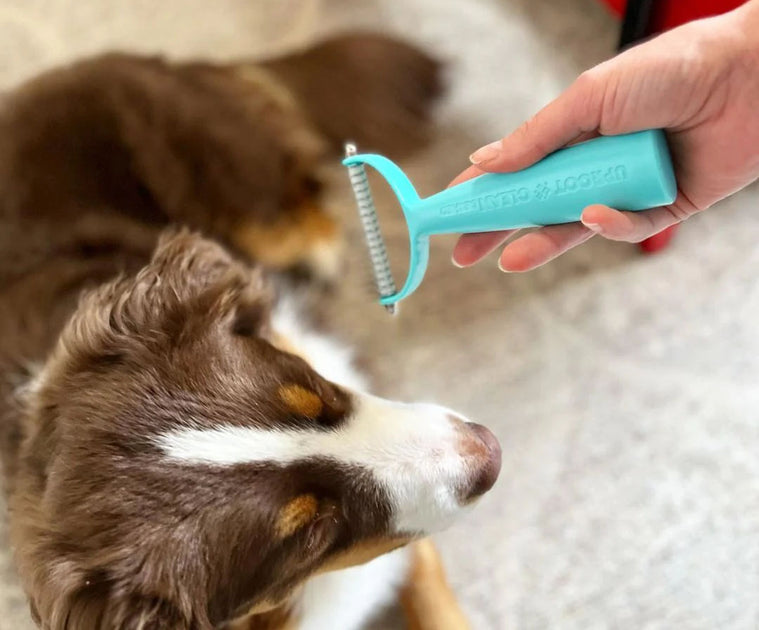 Doga Clean The Uproot Guide to Caring for Long-Haired Dogs – Uproot Clean
