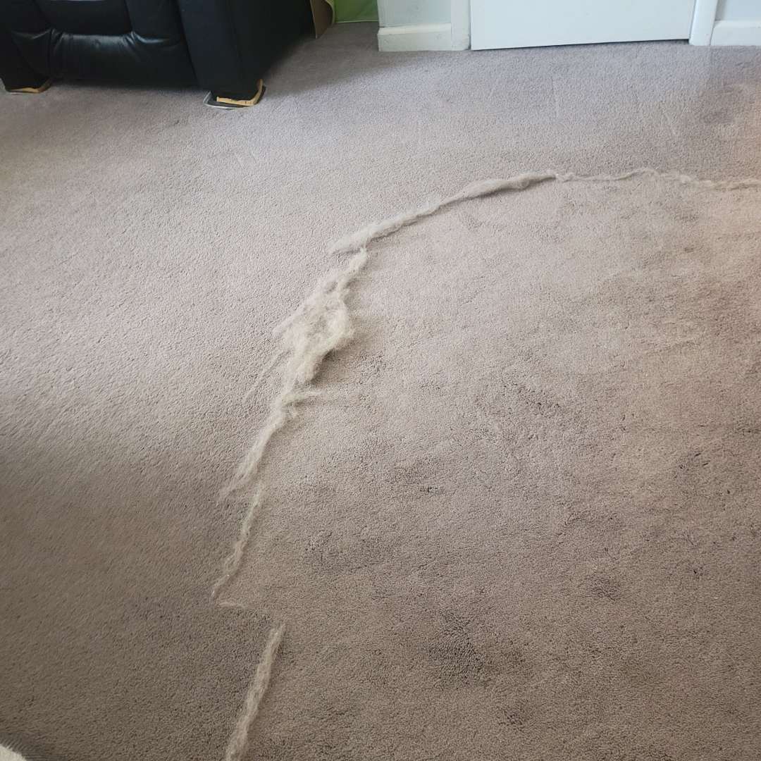 Pet hair line removed from carpet