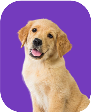 Pet 1