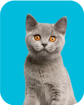 Pet 2