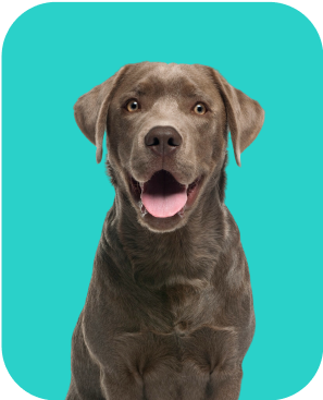 Pet 3