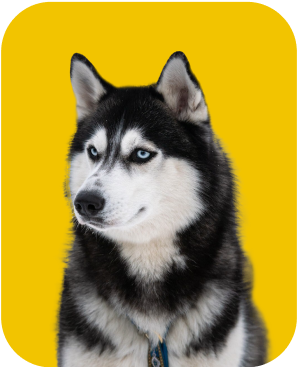 Pet 6